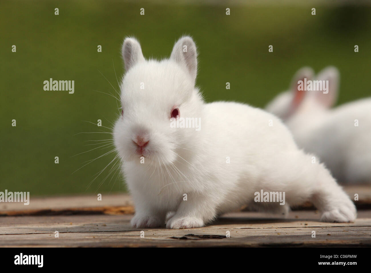 Pigmy rabbit hi-res stock photography and images - Alamy
