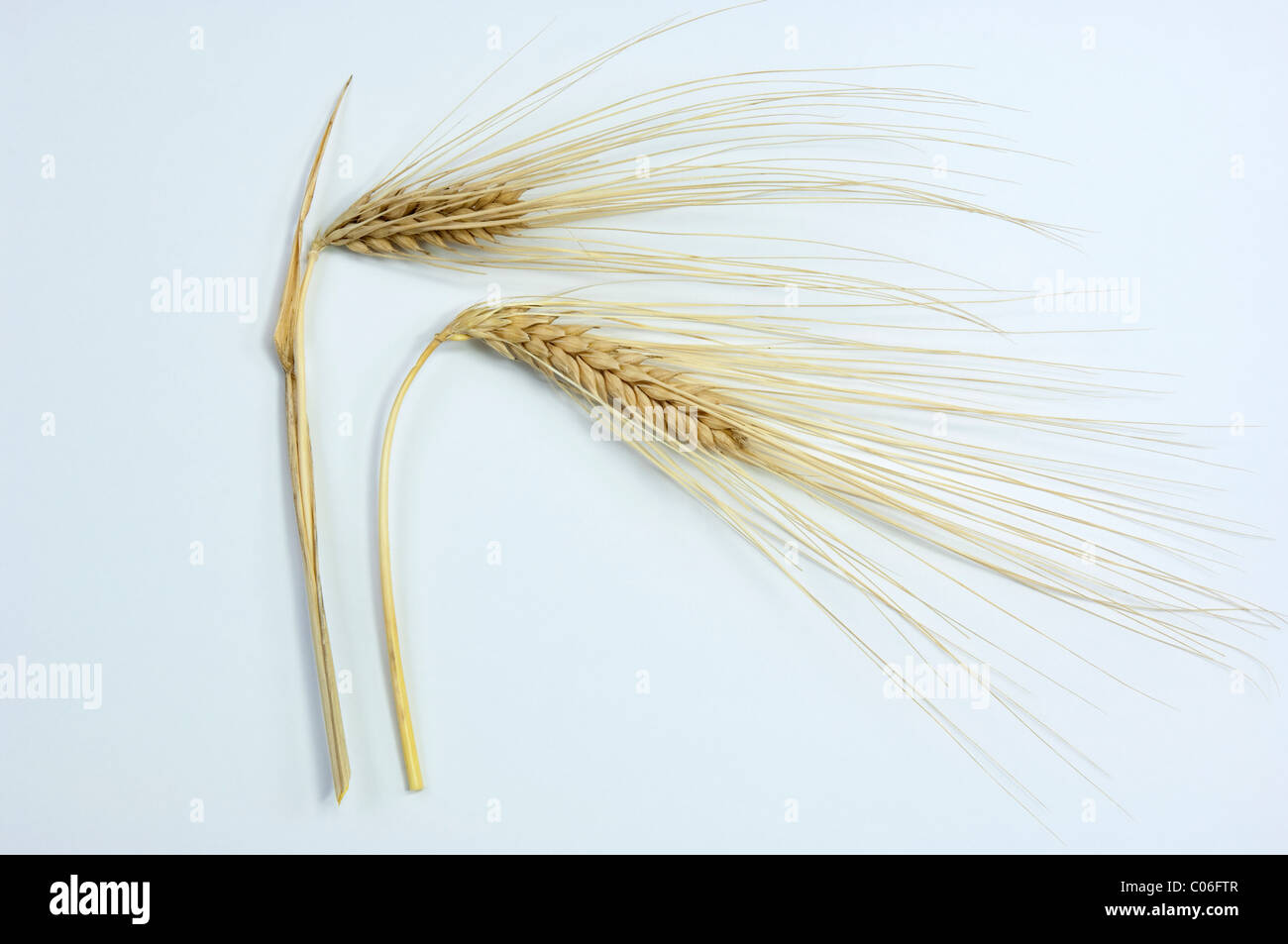 Six-row Barley (Hordeum vulgare f. hexastichon), two ripe ears. Studio picture against a white background. Stock Photo