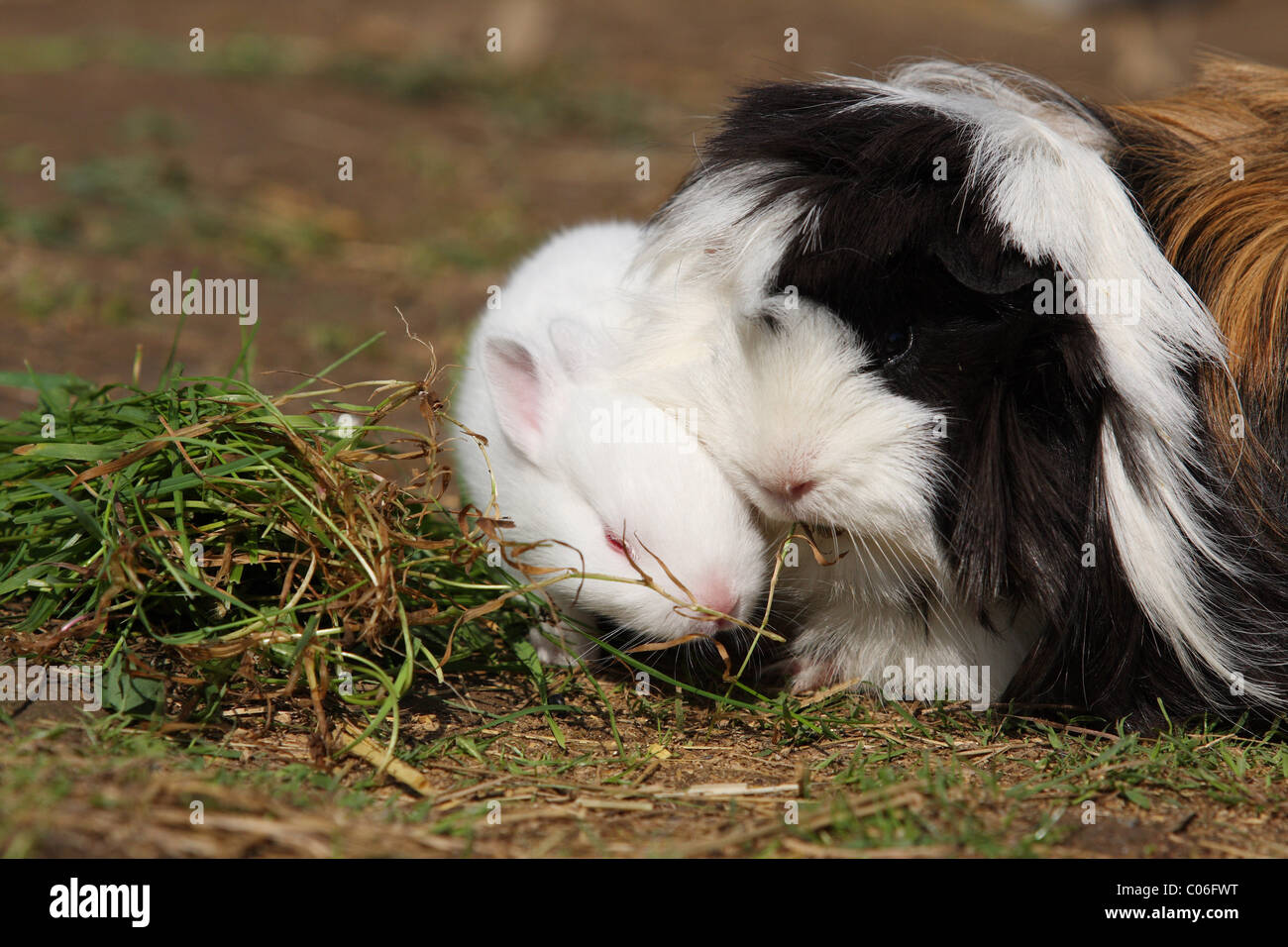 rabbit and guinea pig Stock Photo Alamy
