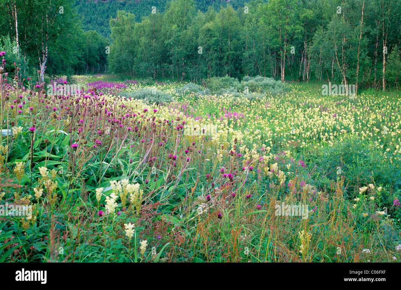 Meadowsweet (Filipendula ulmaria) and Melancholy Thistle (Cirsium helenioides), Sweden, Europe Stock Photo