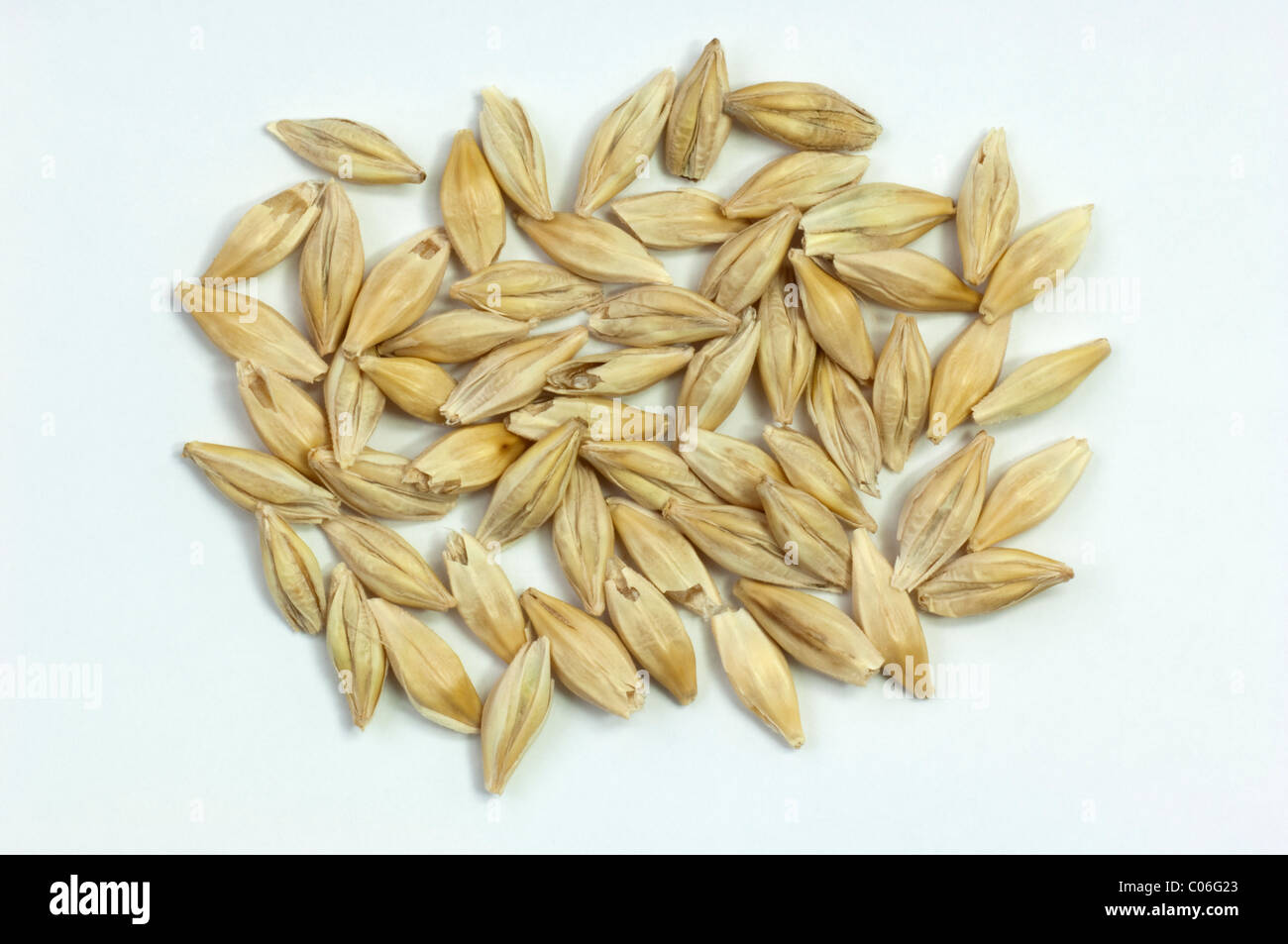 Six-row Barley (Hordeum vulgare f. hexastichon), corns. Studio picture against a white background. Stock Photo