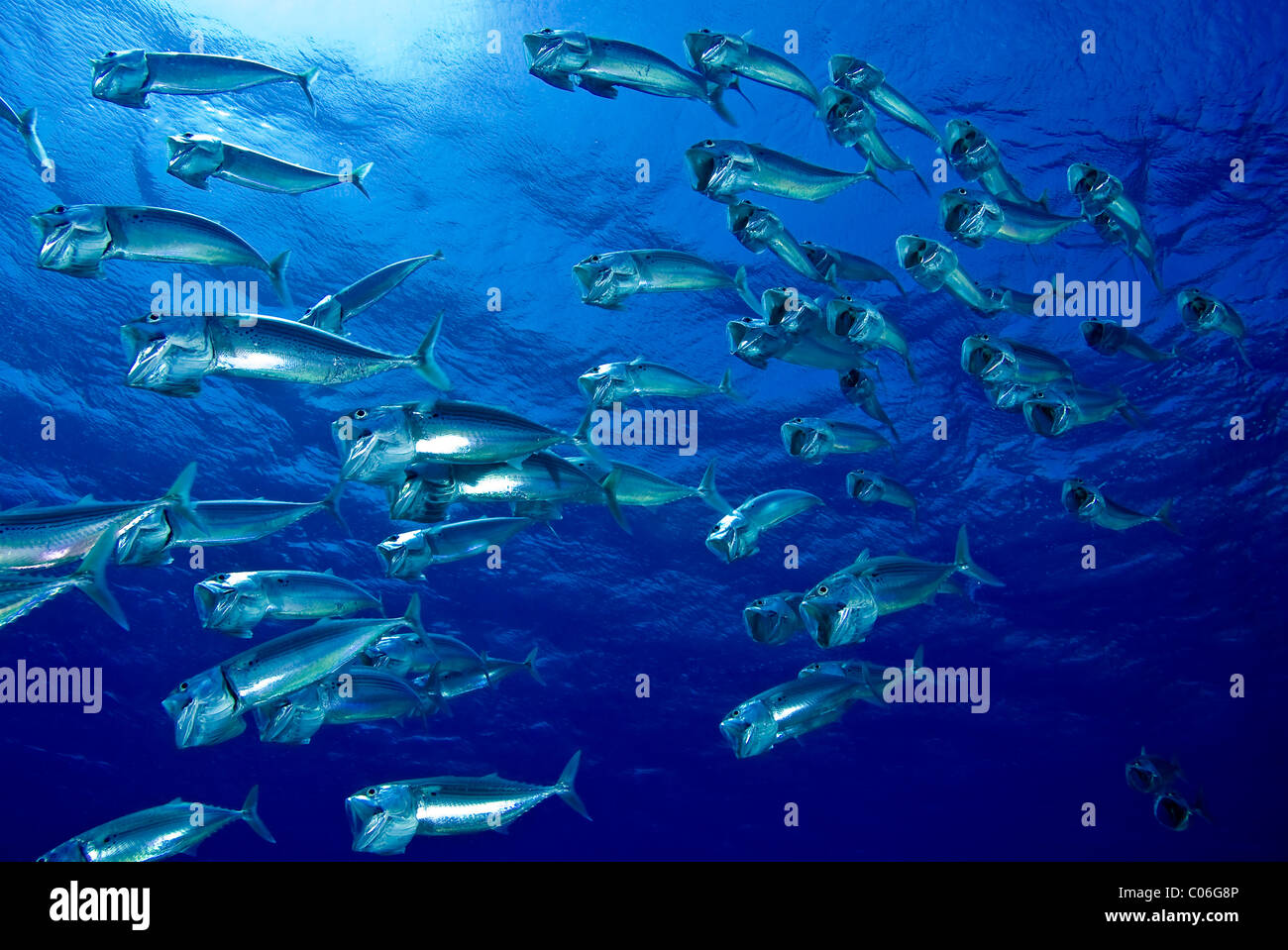 Schooling striped mackerel, Red Sea, Egypt Stock Photo