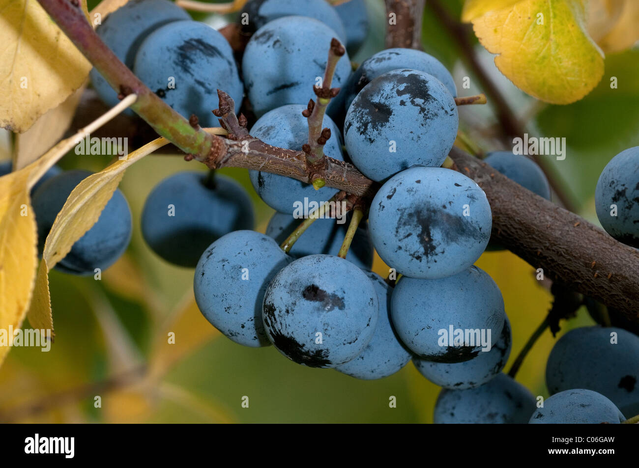 Bullace Plum, Damson Plum (Prunus domestica ssp. insititia, Prunus insititia), twig with ripe fruit in autumn. Stock Photo