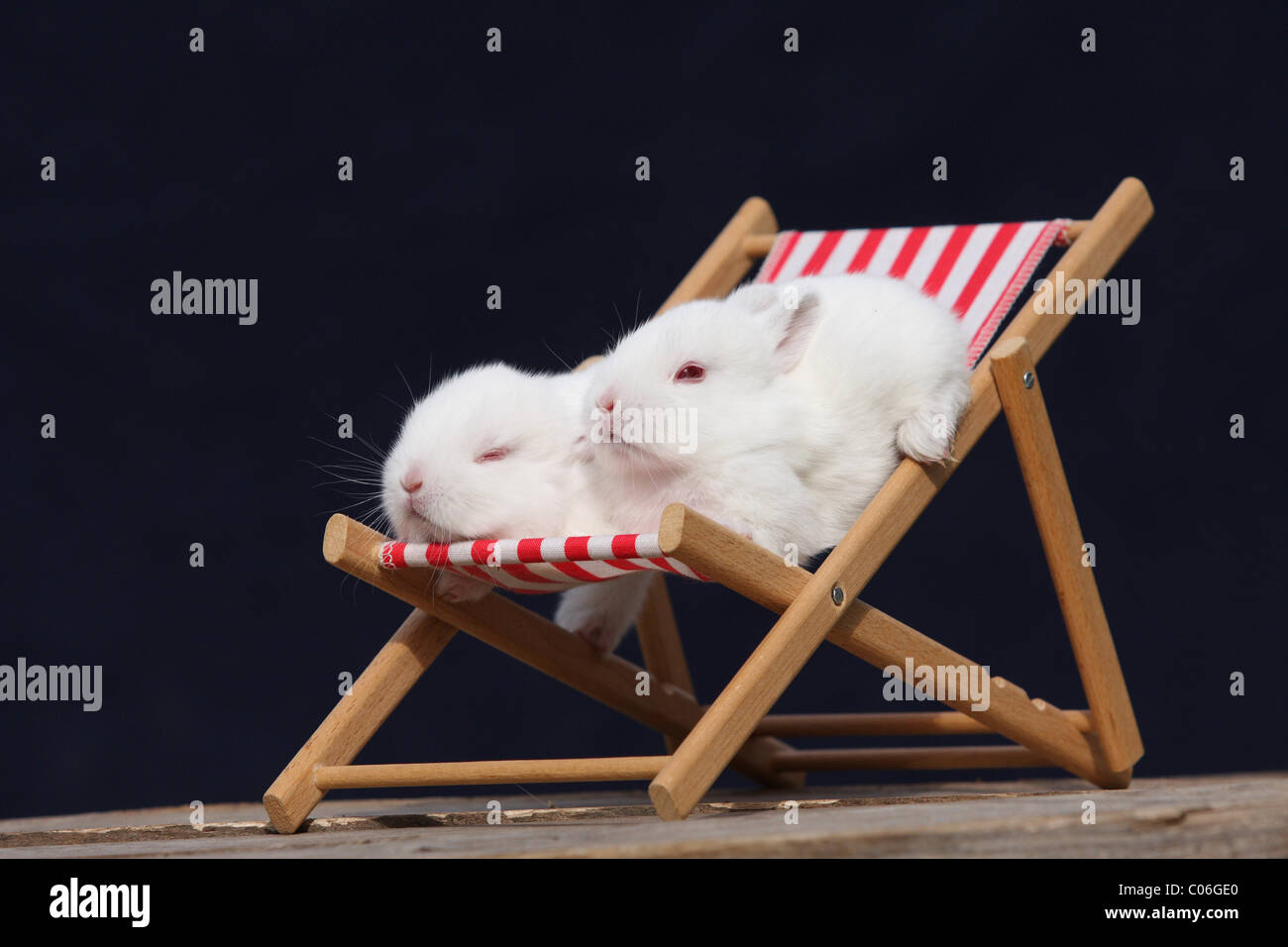 Rabbit Chair High Resolution Stock Photography and Images - Alamy