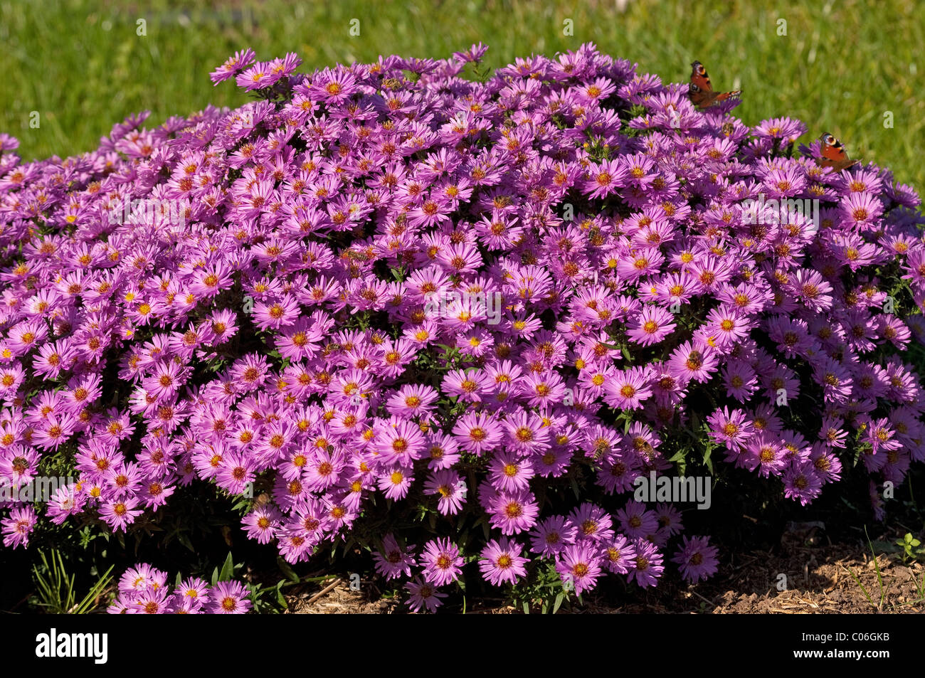 Rosenwichtel Bushy Aster (Aster dumosus Rosenwichtel), flowering stand. Stock Photo