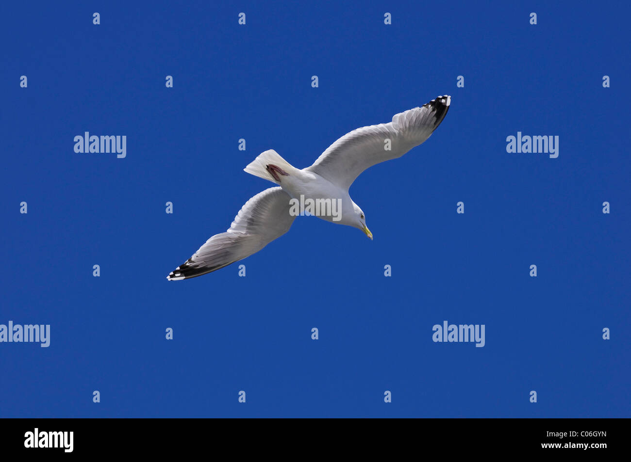 European Herring Gull (Larus argentatus) gliding Stock Photo Alamy