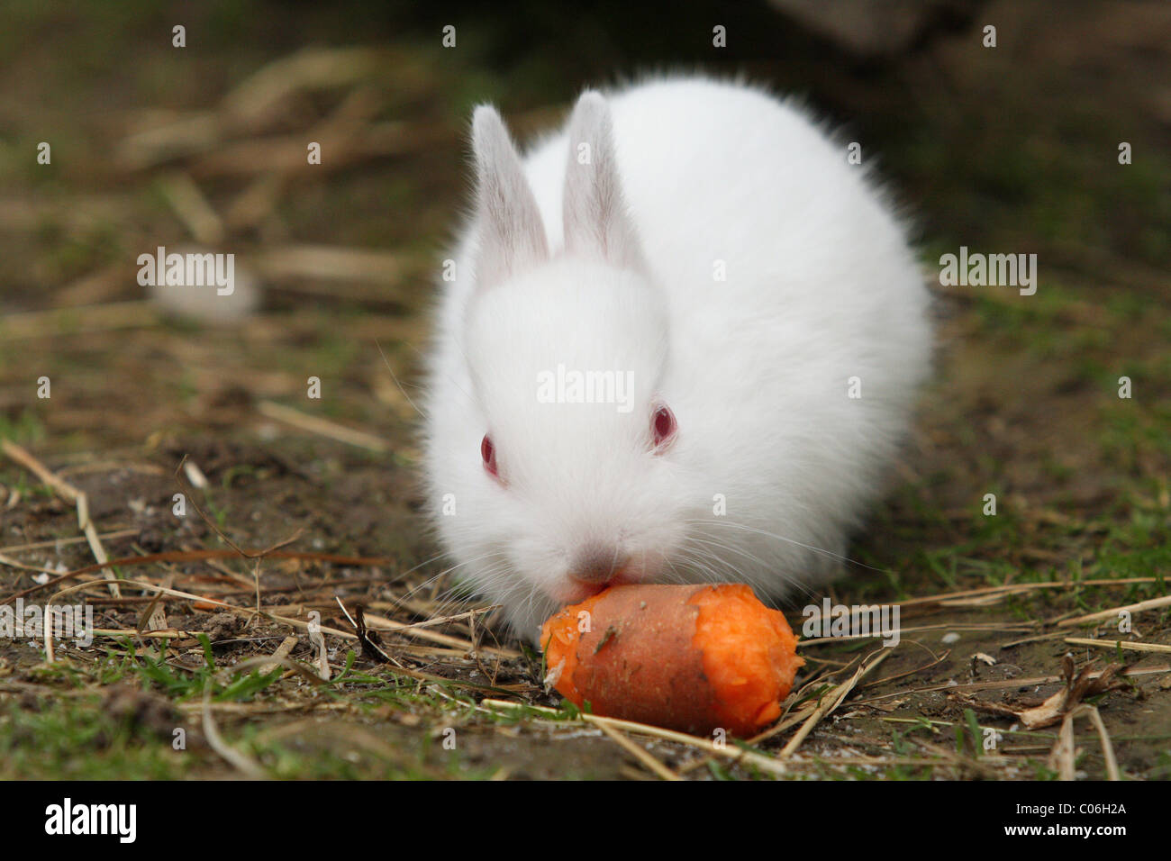 Rabbit gnaw hires stock photography and images Alamy