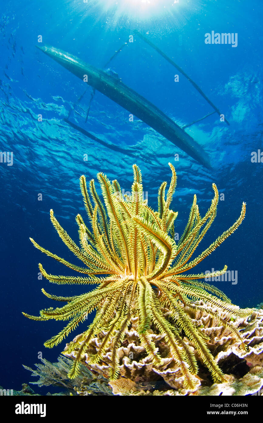 Orange sea lily with traditional boat, Bunaken, Indonesia Stock Photo