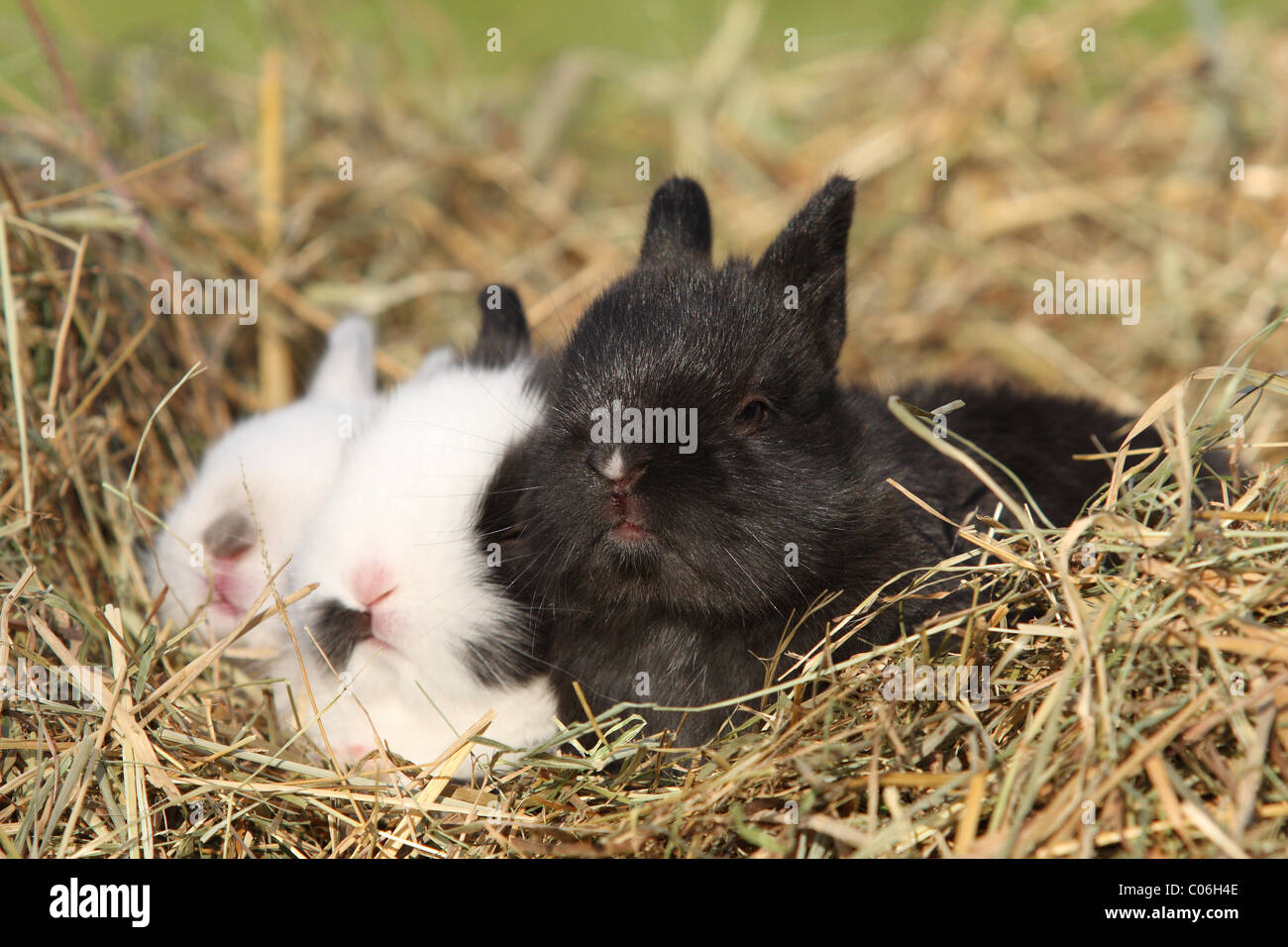 Three black baby bunny rabbits hi-res stock photography and images - Alamy