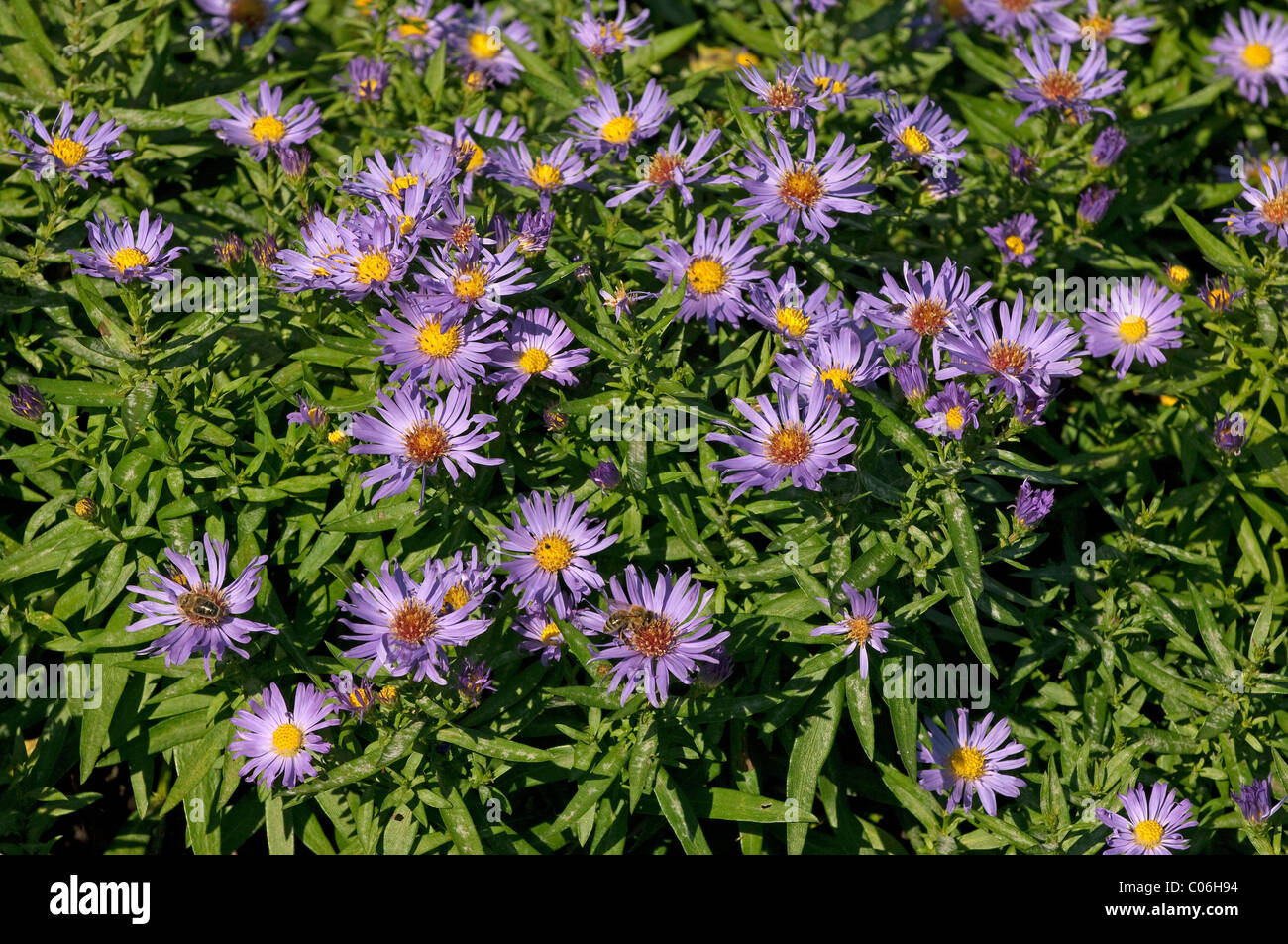 Bushy Aster (Aster dumosus Blauer Gletscher), flowering. Stock Photo