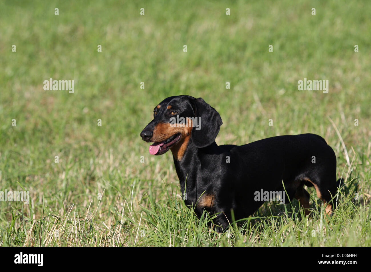Teckel dachshund dog hires stock photography and images Alamy