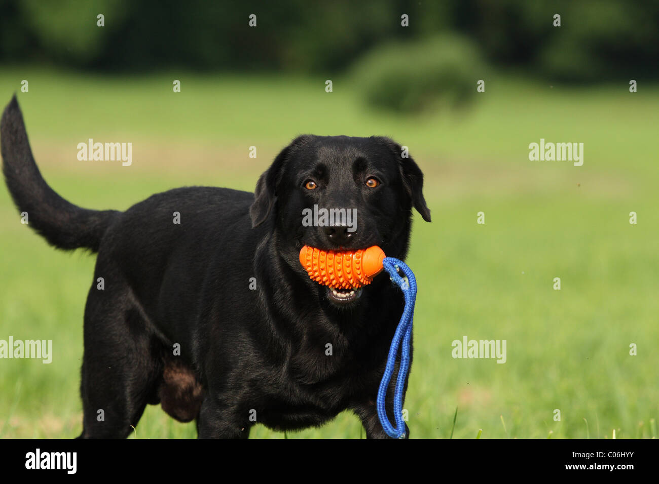 black Labrador Retriever Stock Photo - Alamy