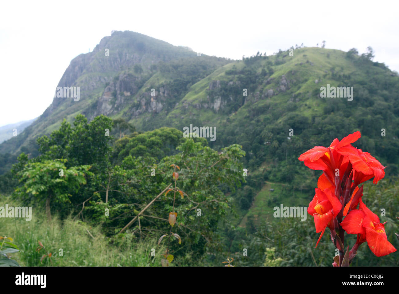 Red Gladiolus flower with a mountain in the background, Sri Lanka Stock Photo