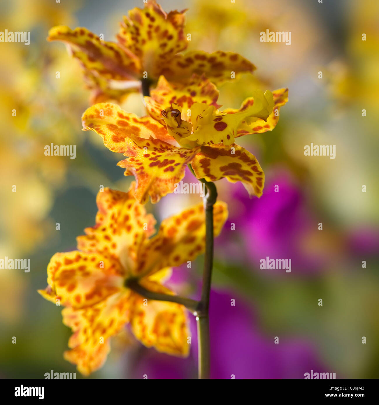 Tiger Orchids - Odontoglossum Stock Photo