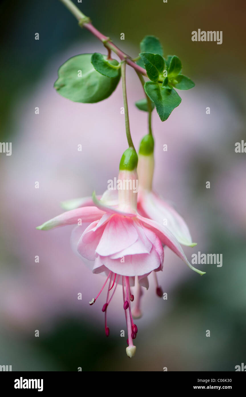 Summer flowering Pale Pink Fuchsia Flowers Stock Photo