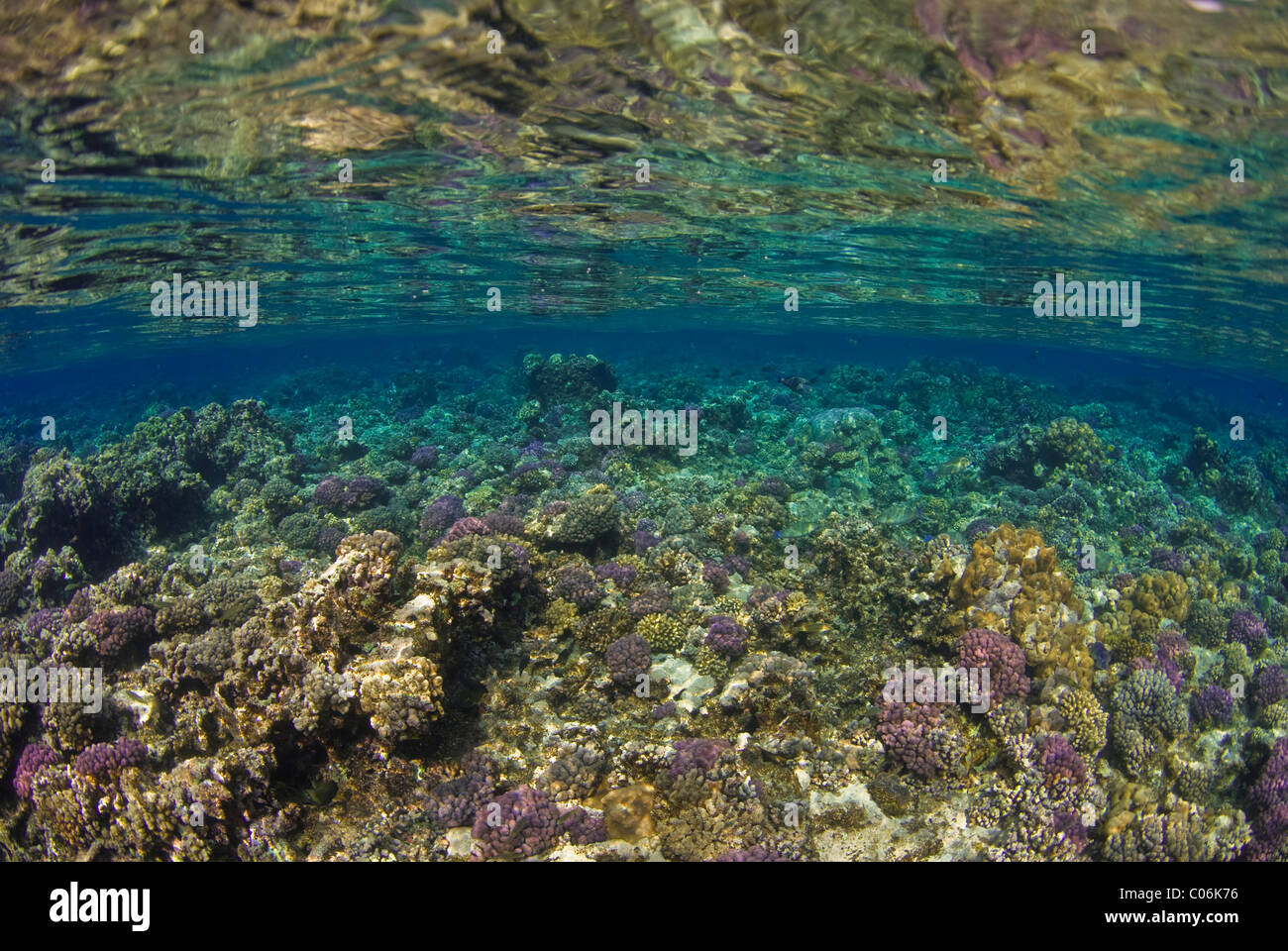 Reef scenic with hard corals near the surface, Red Sea, Sudan Stock Photo