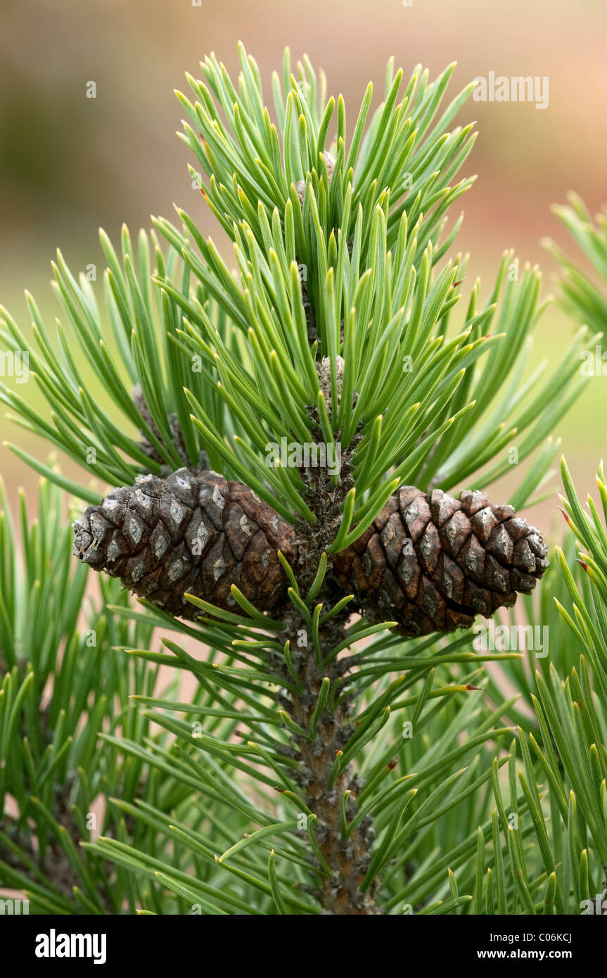 Dwarf Mountain Pine, Mountain Pine (Pinus mugo mugo). Two cones on a twig. Stock Photo