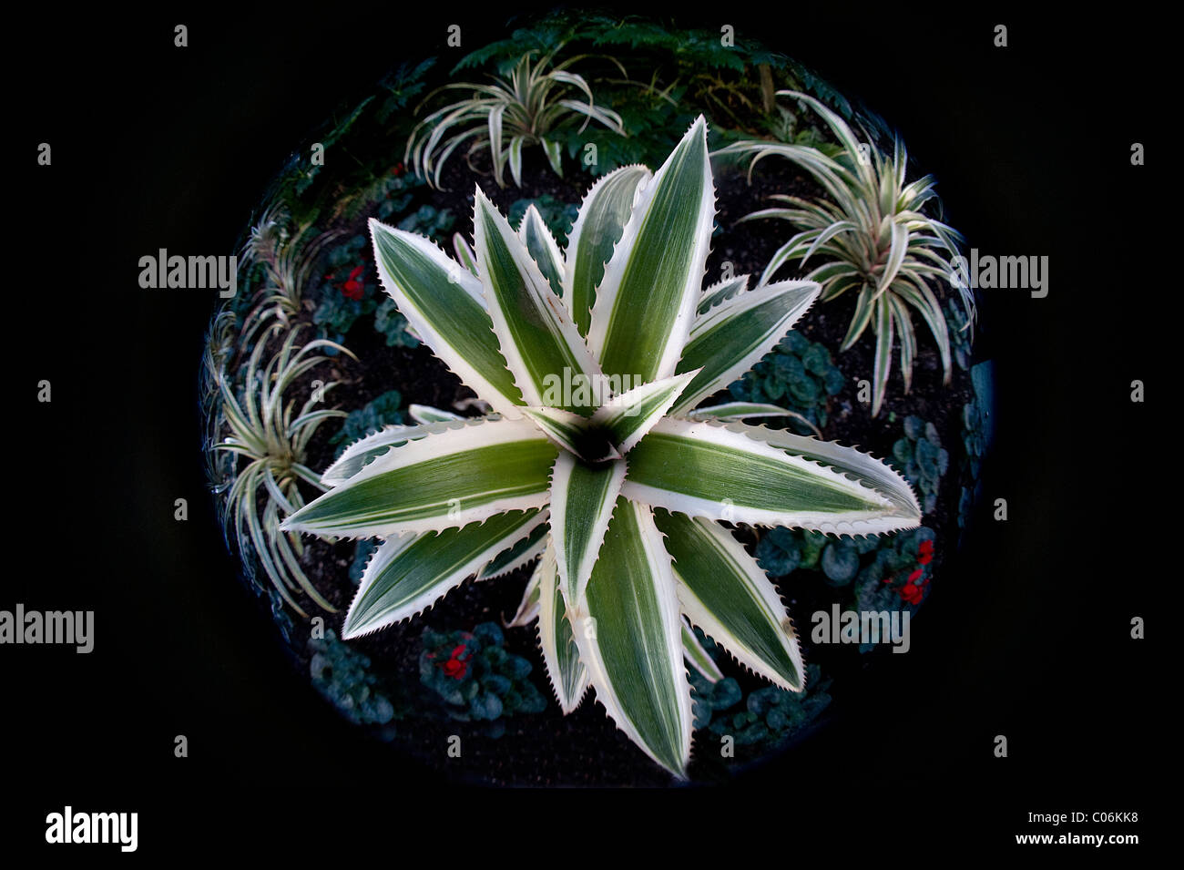 A fish-eye image of the Red pineapple plant - Ananas bracteatus 'Tricolor' Stock Photo