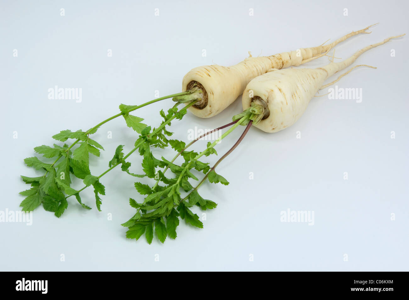 Parsnip (Pastinaca sativa). Carrot-like edible roots with leaves. Studio picture against a white background Stock Photo