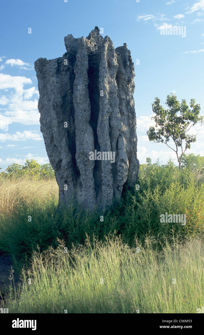 Termite mound, Australia Stock Photo