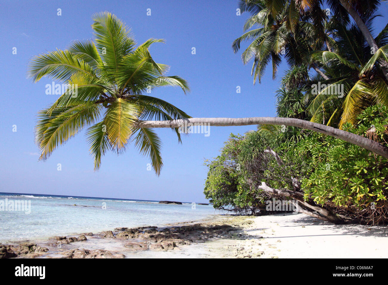 Palm tree overhanging on the beach, Rasdhoo Atoll, Maldives Stock Photo ...
