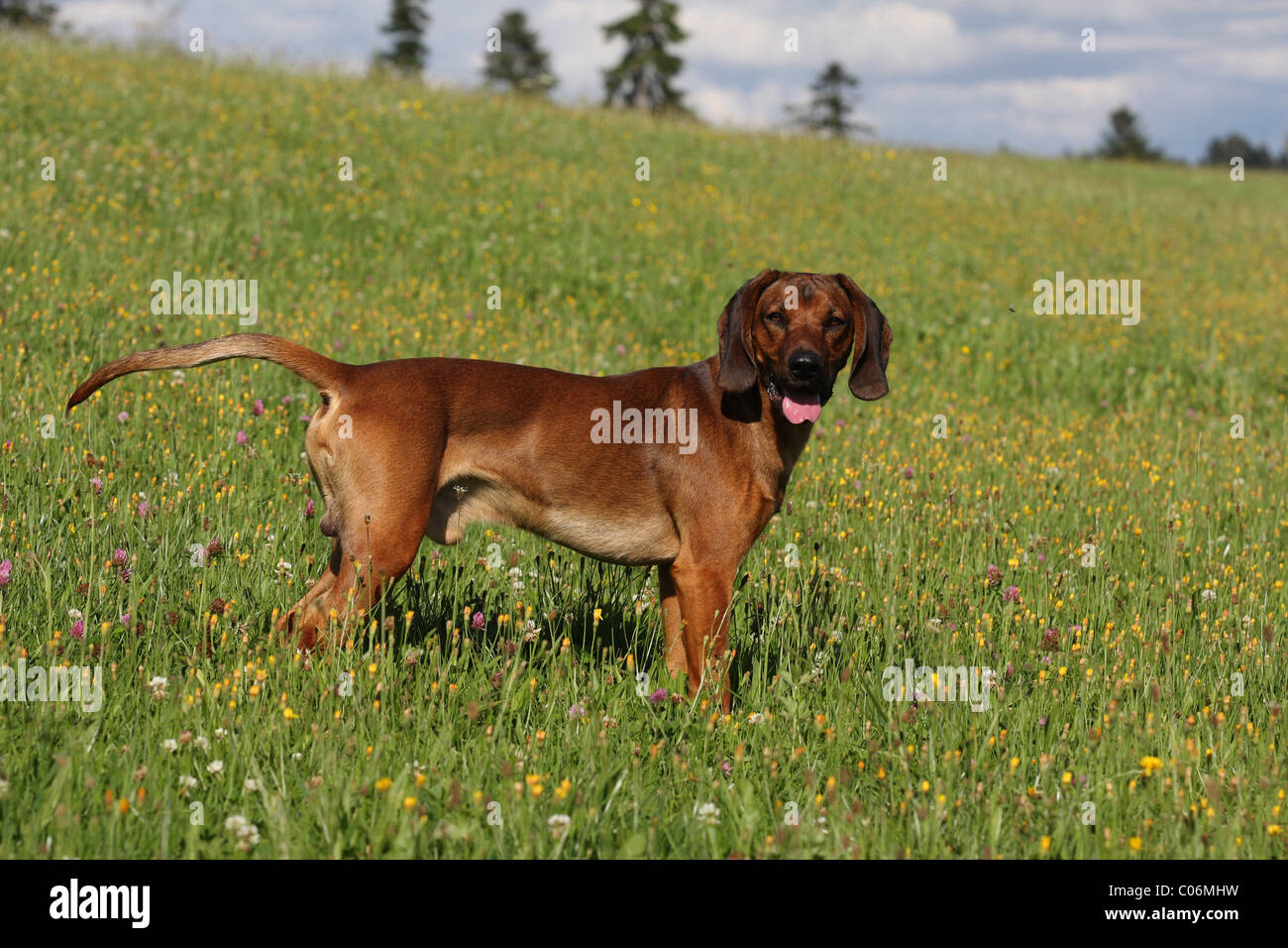 Bavarian mountain dog Stock Photo