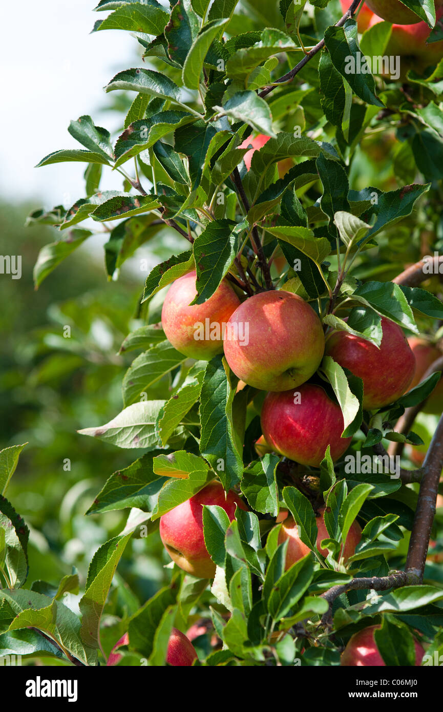 close up of an apple tree in autumn Stock Photo