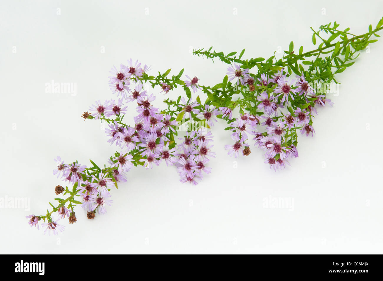 Small White Aster (Aster vimineus Lovely), flowering twig, studio picture against a white background. Stock Photo