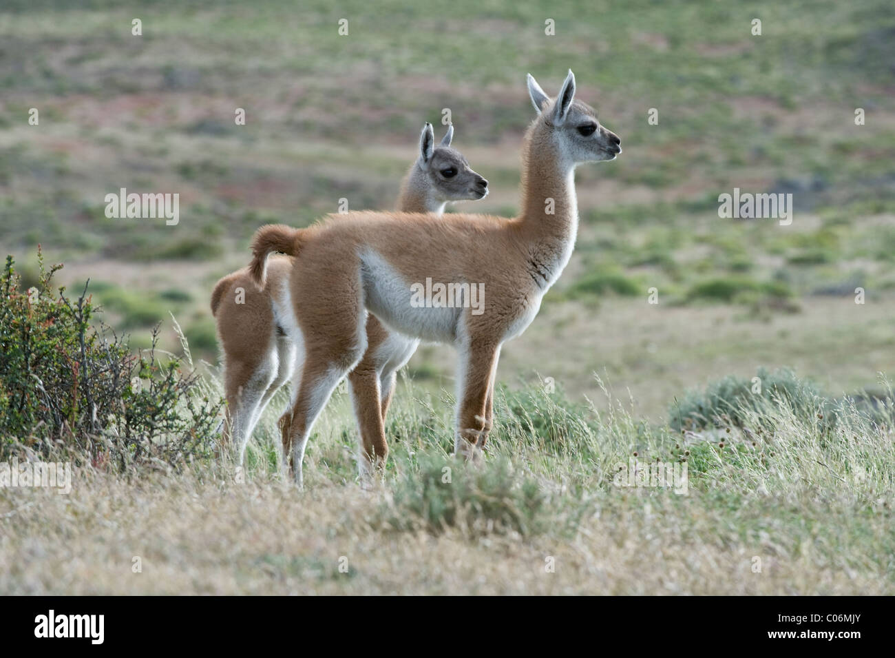 Guanaco (Lama guanicoe) two juveniles National Park Torres del Paine Patagonia Chile South America Stock Photo