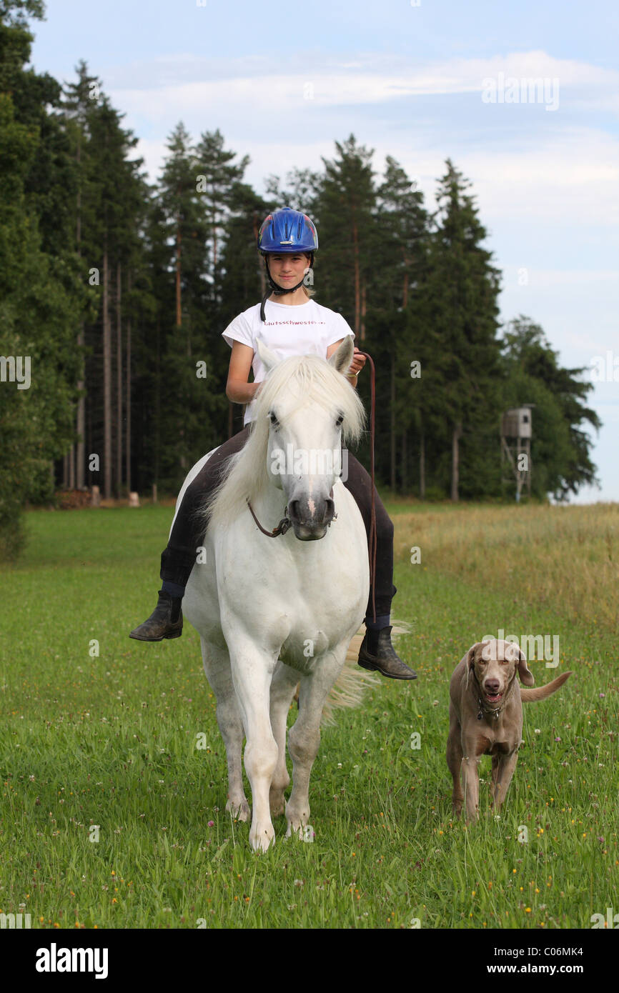 Horse Without Rider Stock Photos & Horse Without Rider Stock Images Alamy