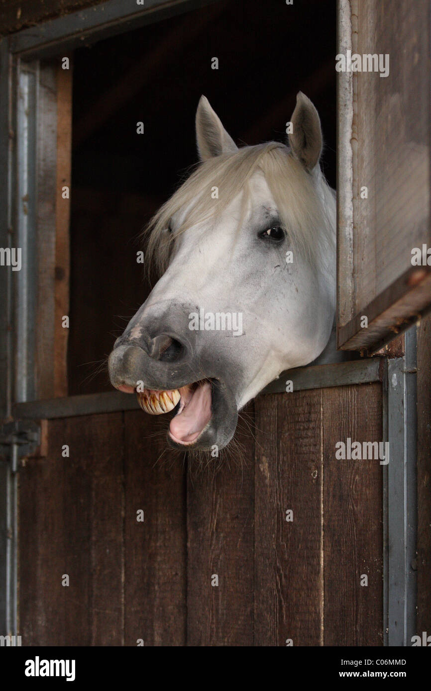 Horse yawn hires stock photography and images Alamy