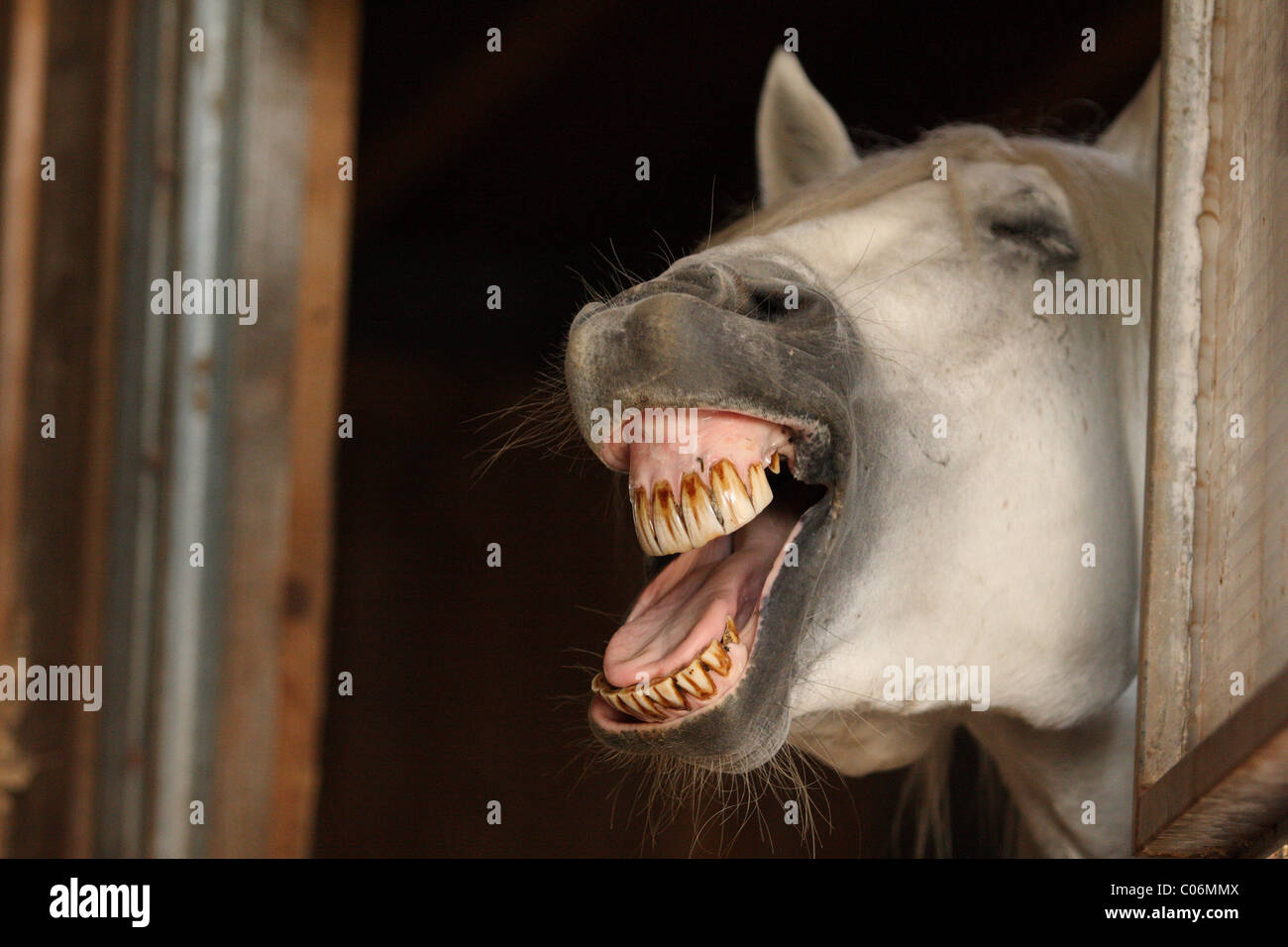 yawning horse Stock Photo Alamy