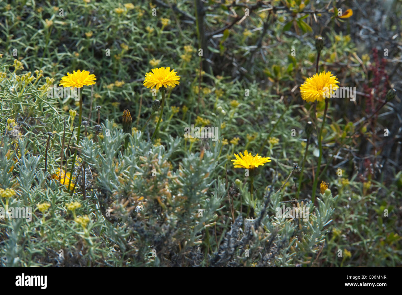 Hypochaeris sp. ? flowers at National Park Torres del Paine Patagonia Chile South America Stock Photo