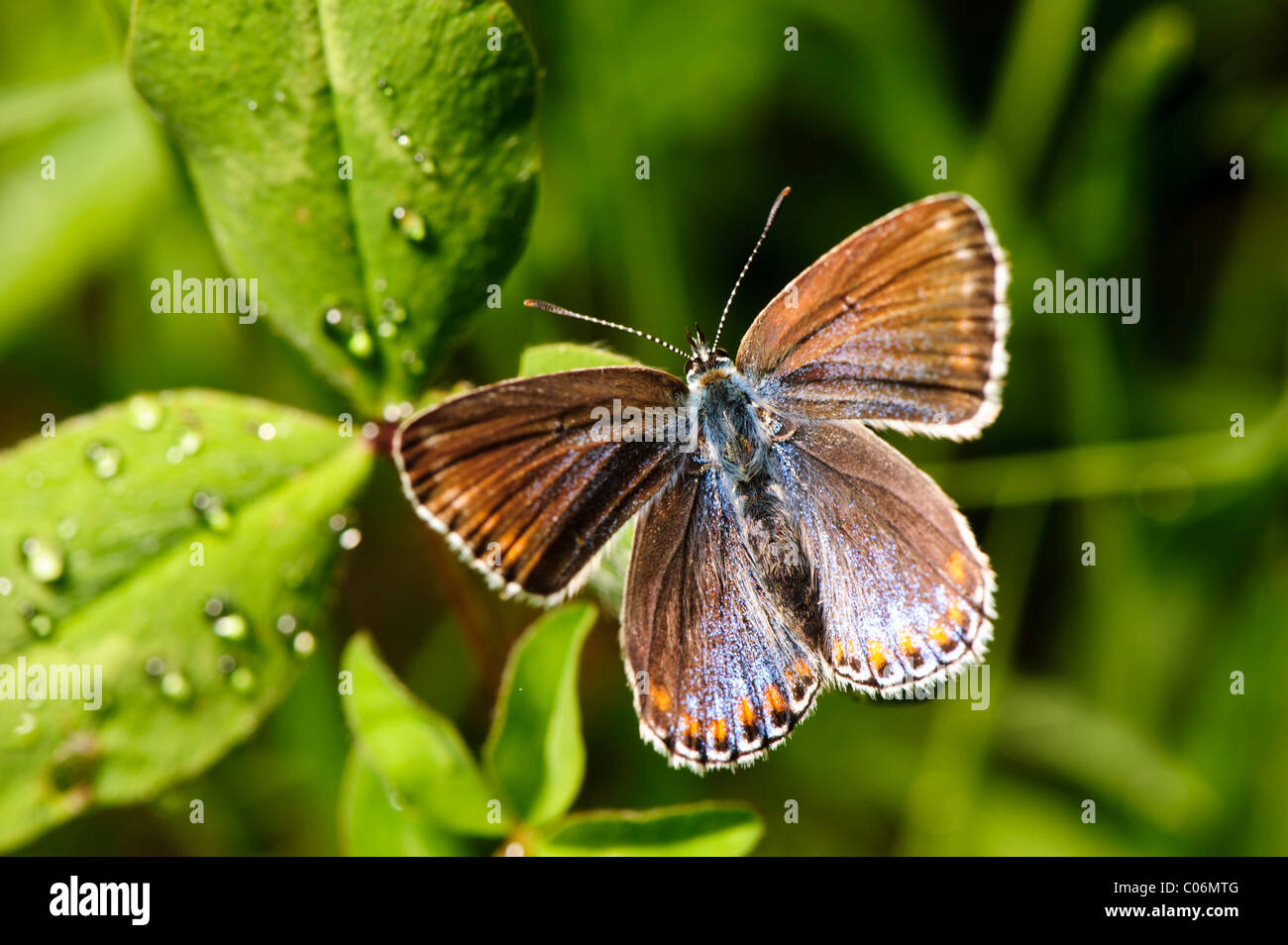 Common Blue (Lycaenidae) Stock Photo