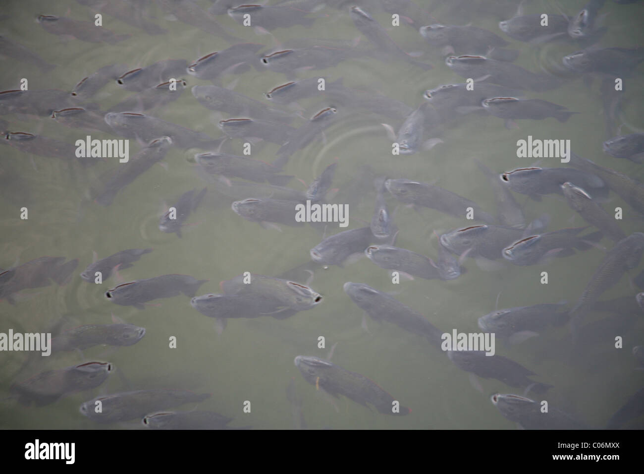 Fish in public bath ghat Jodphur old city Stock Photo