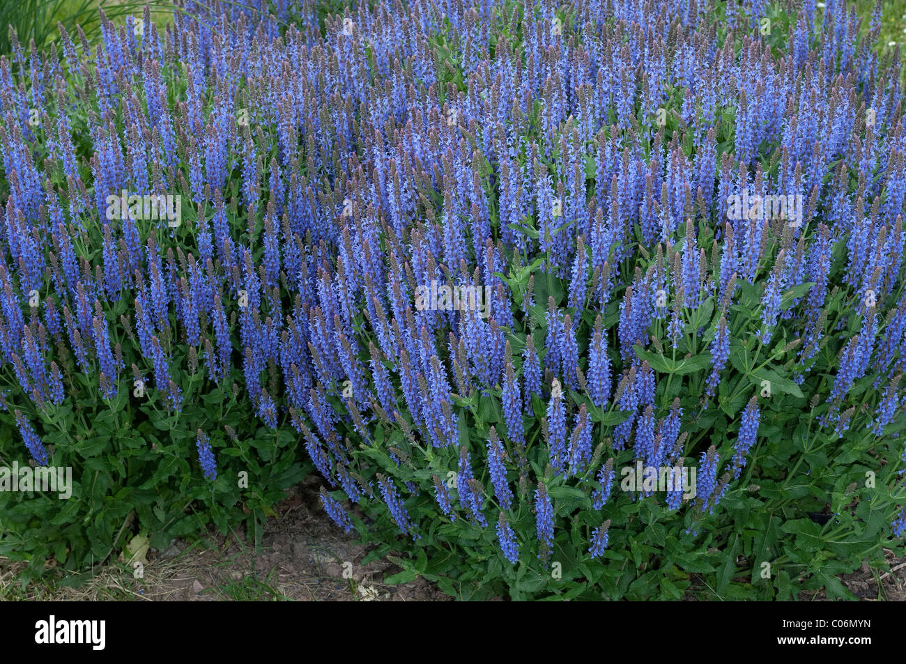 Ornamental Sage (Salvia nemorosa Blauhuegel), flowering stand. Stock Photo