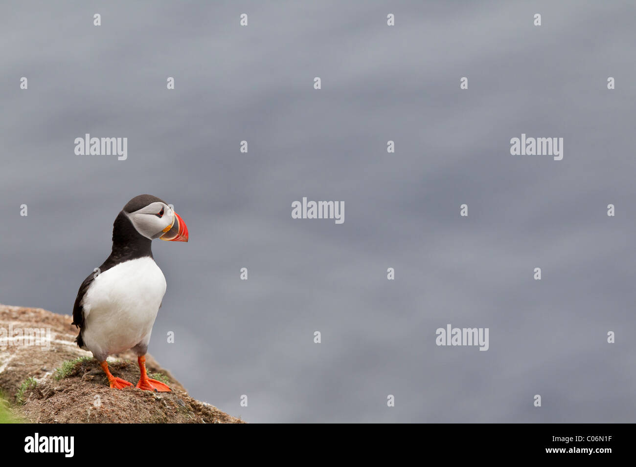 Puffin sitting on the edge of a cliff Stock Photo