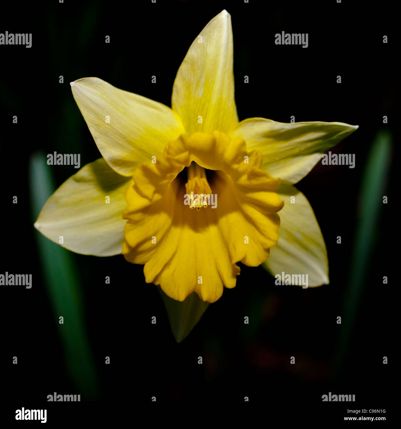 Welsh daffodil hires stock photography and images Alamy