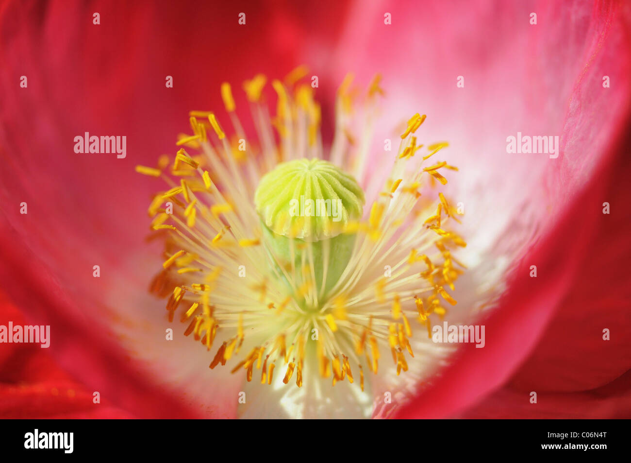 Detail of a red Long-headed Poppy (Papaver dubium) Stock Photo
