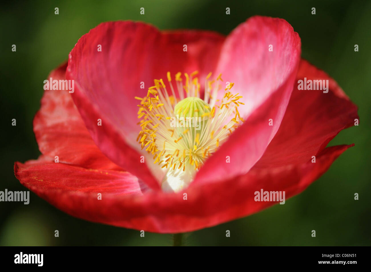 Red Long-headed Poppy (Papaver dubium) Stock Photo