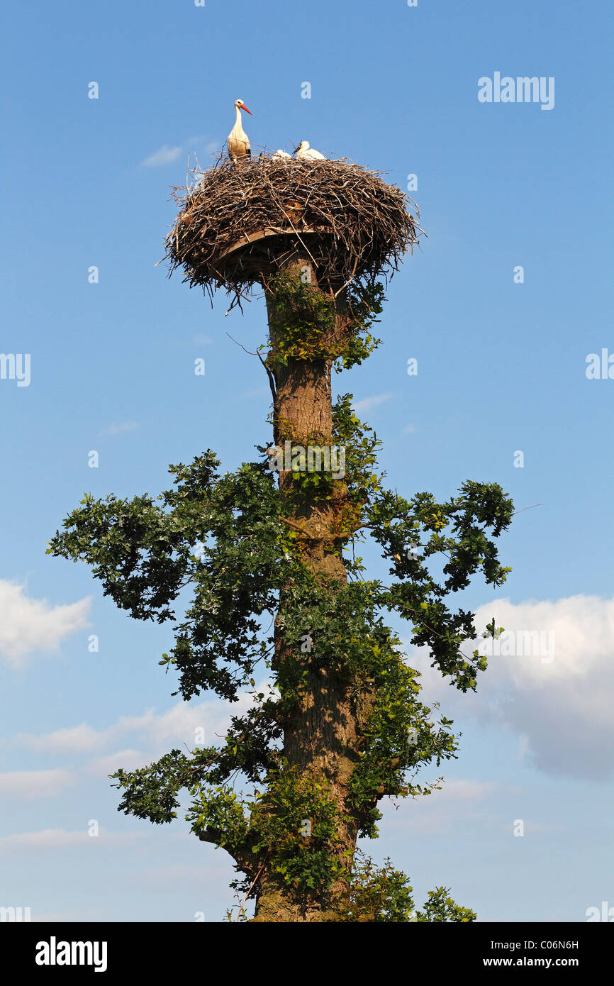 White Storks (Ciconia ciconia) nesting on a old English Oak (Quercus robur), adult with chicks, Mecklenburg Elbe Valley Nature Stock Photo