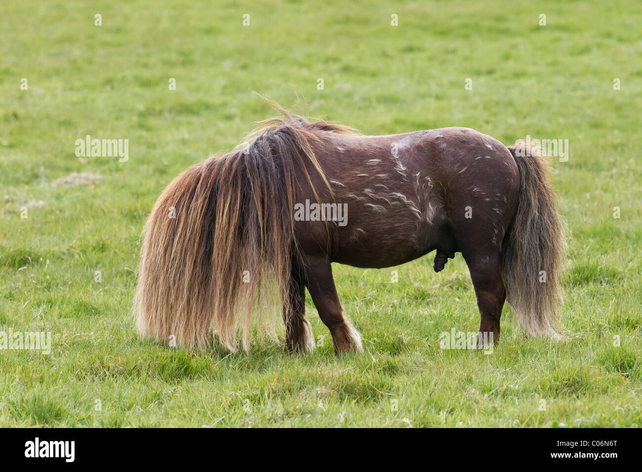 Shetland pony stallion Stock Photo