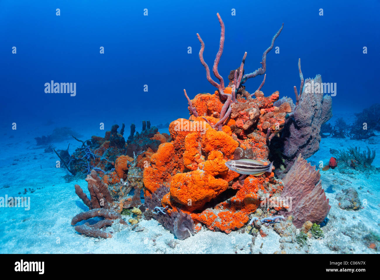 Reef formation, various colourful sponges, Orange Elephant Ear Sponge (Agelas clathrodes), Striped Parrotfish (Scarus Stock Photo