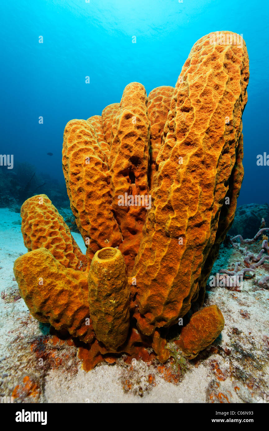 Yellow Tube Sponge (Aplysina fistularis), backlit with the sun, Little Tobago, Speyside, Trinidad and Tobago, Lesser Antilles Stock Photo