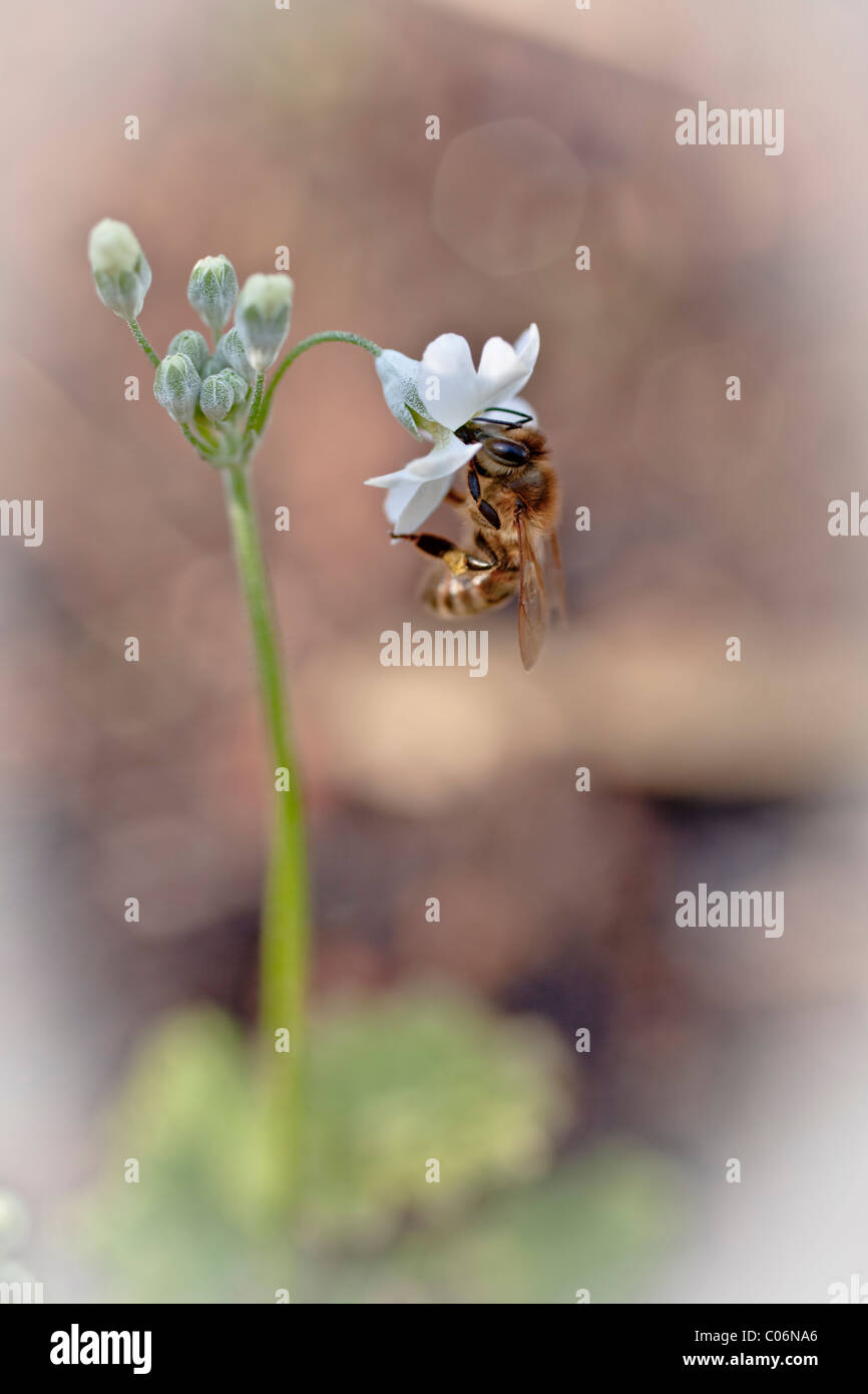 Bee collecting nectar from flower, Araluen Botanic Park Stock Photo