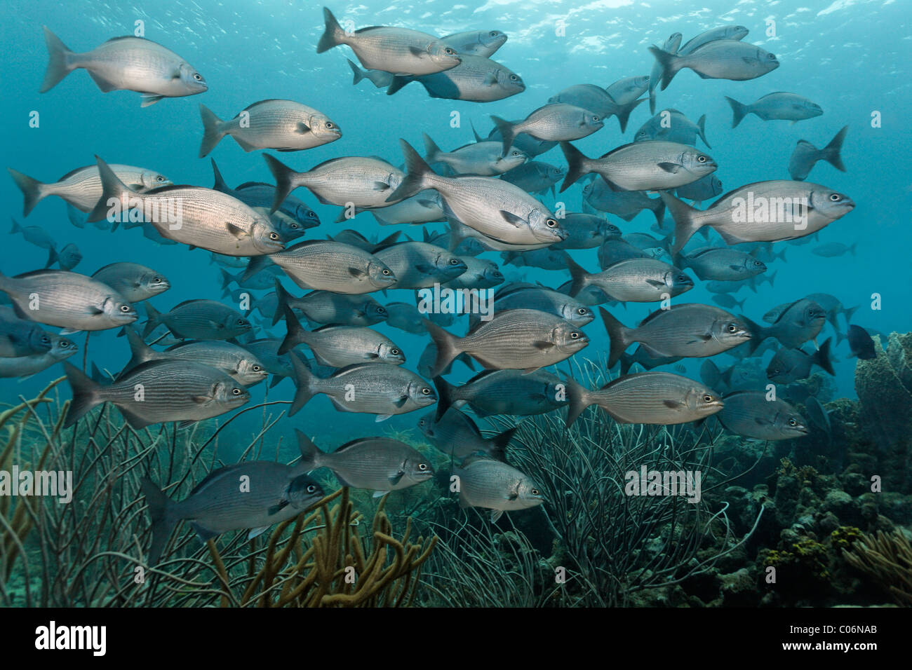 Shoal of Yellow or Bermuda Sea Chub (Kyphosus sectatrix incisor), swimming above a coral reef, Little Tobago, Speyside Stock Photo