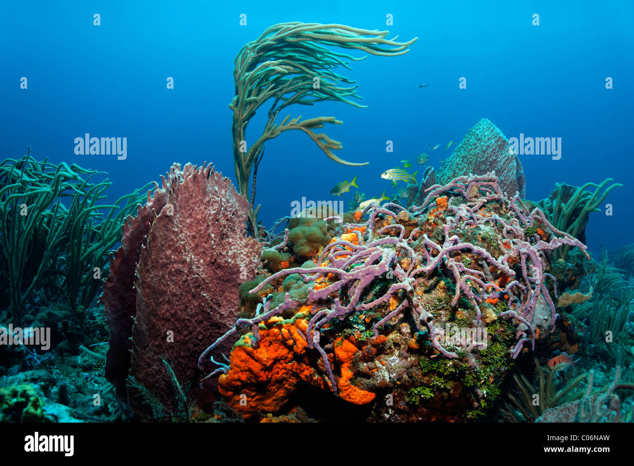 Overgrown reef block in a coral reef, various colourful secies of sponges and corals, Little Tobago, Speyside Stock Photo