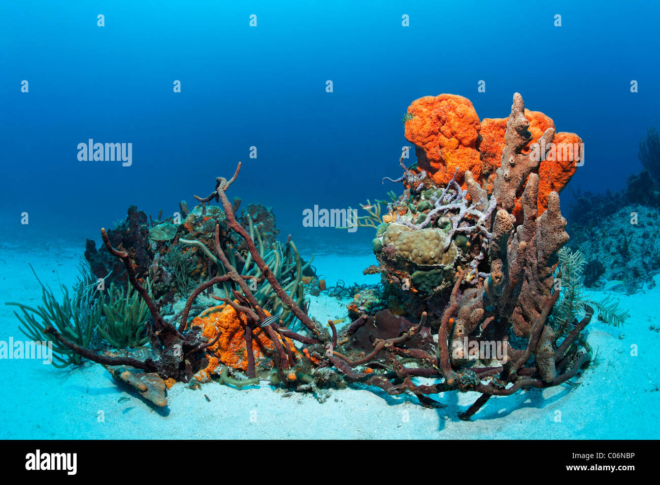Reef formation, various colourful sponges, Orange Elephant Ear Sponge