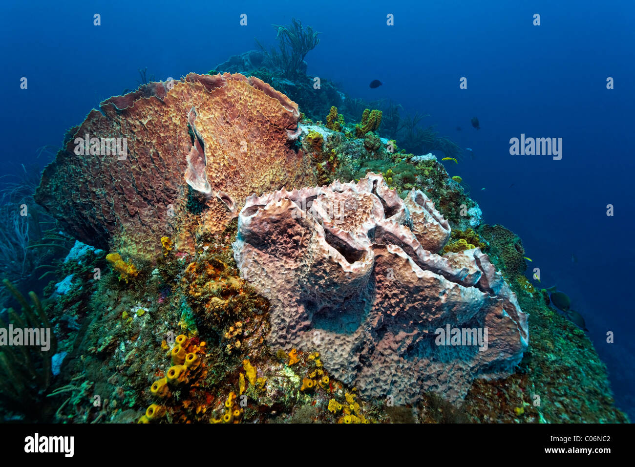 Coral reef, ridge, Giant Barrel Sponge (Xestospongia muta), Little Tobago, Speyside, Trinidad and Tobago, Lesser Antilles Stock Photo