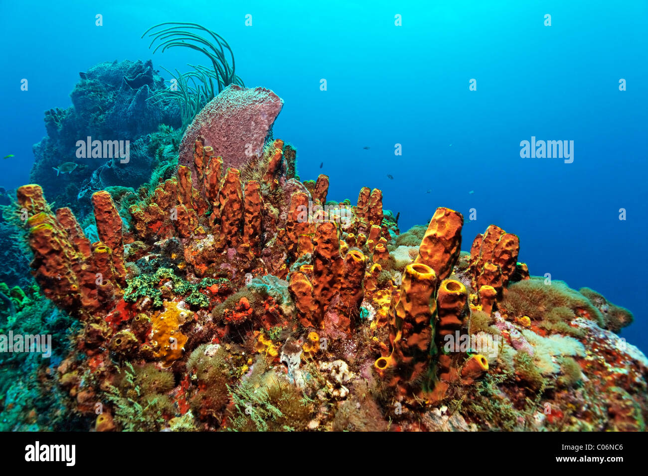 Coral reef, ridge, Yellow tube sponge (Aplysina fistularis), Little Tobago, Speyside, Trinidad and Tobago, Lesser Antilles Stock Photo
